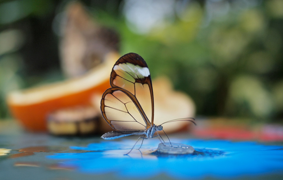 transparent glasswing butterfly