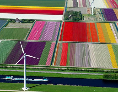 tulip fields, wind turbines and canal, holland