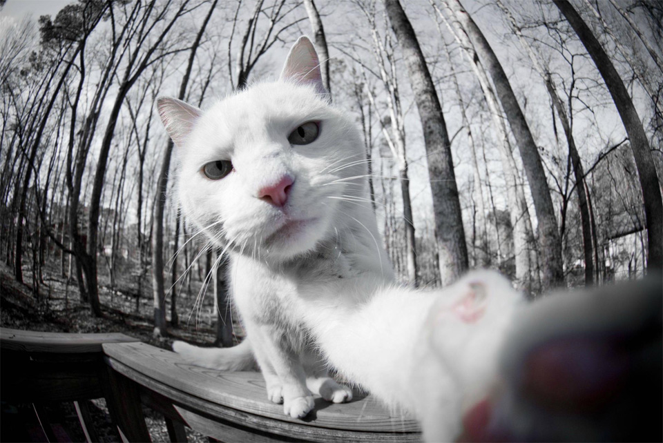 The Amazing World Of Cats In Photography