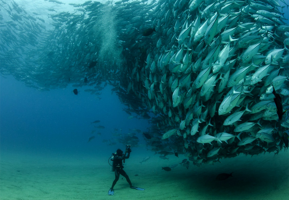 diver in front of thousands of fish