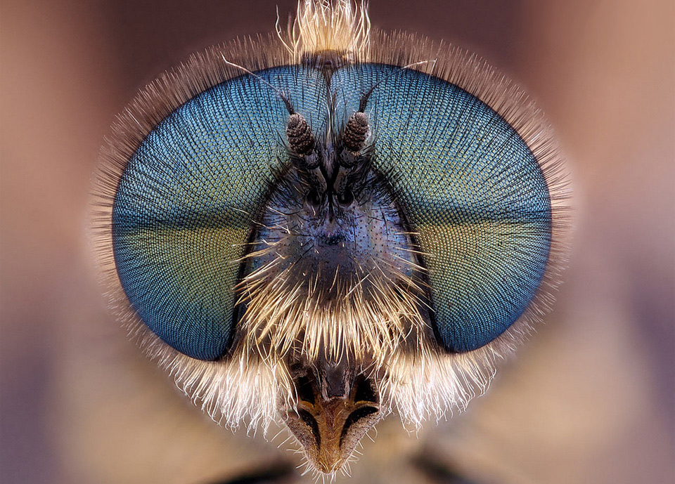 fly head close-up