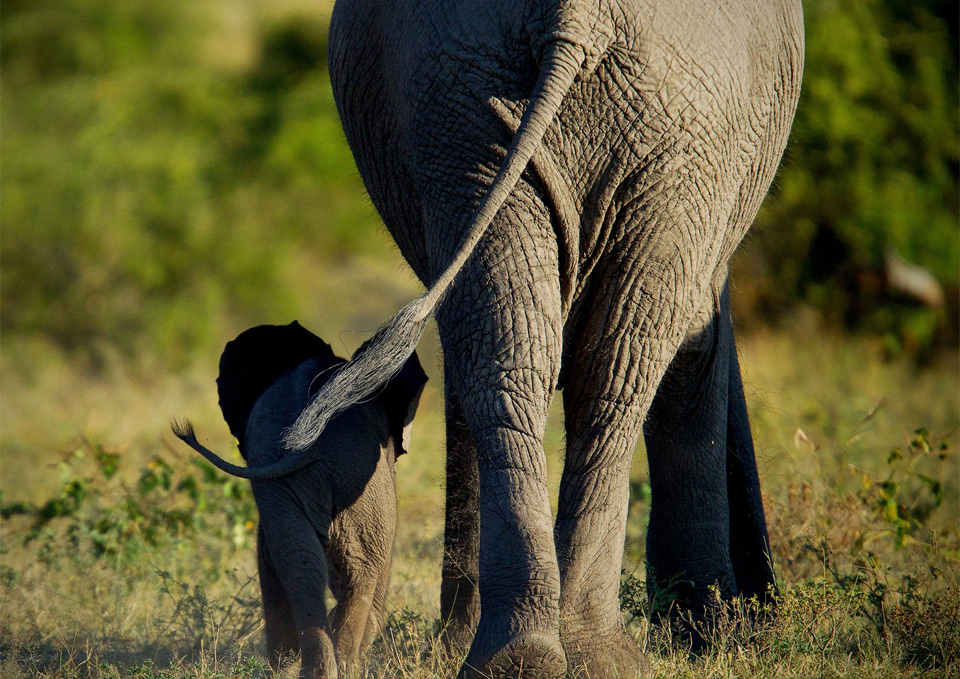 elephant mom and calf