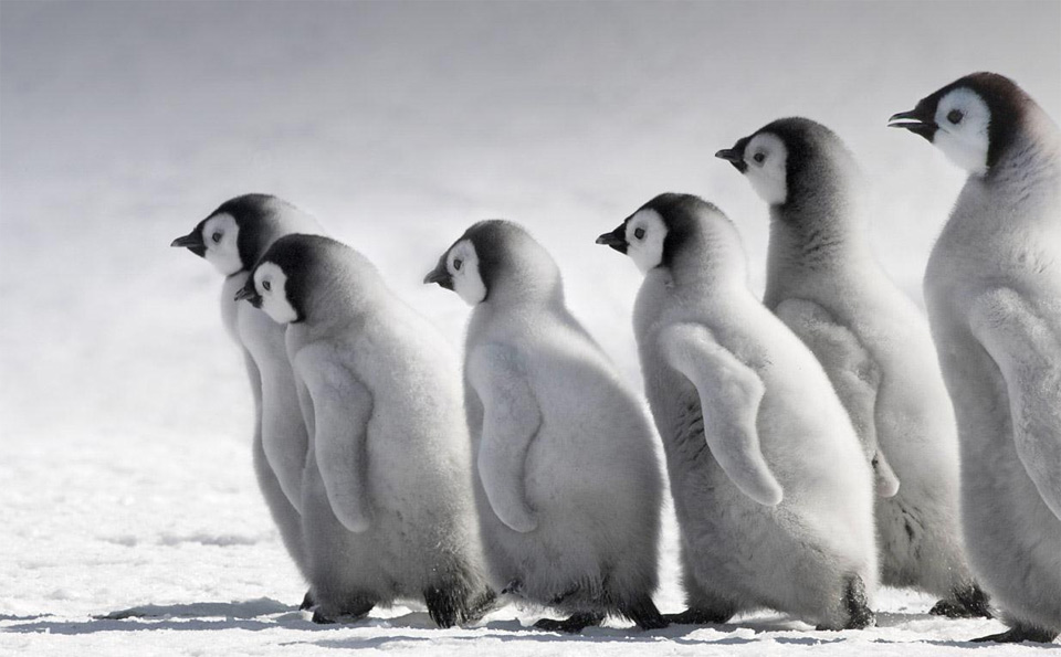 emperor penguin chicks, antarctica