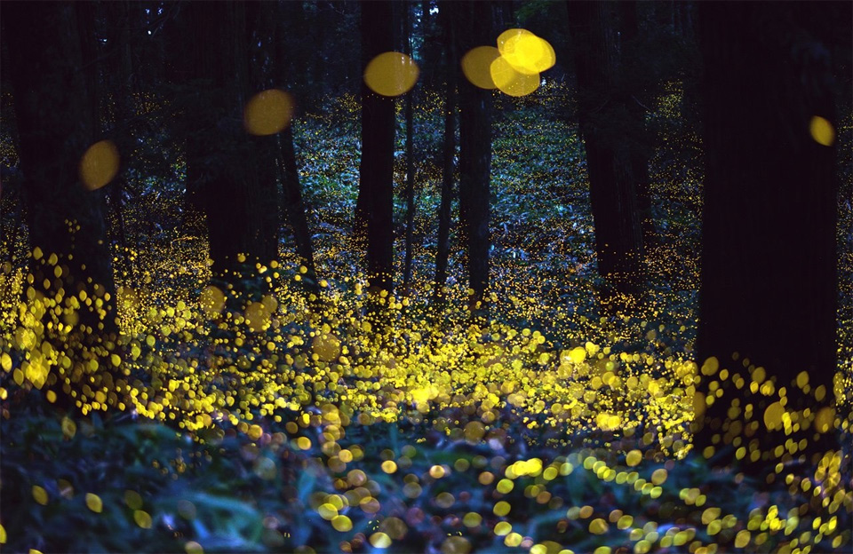 fireflies on long exposure