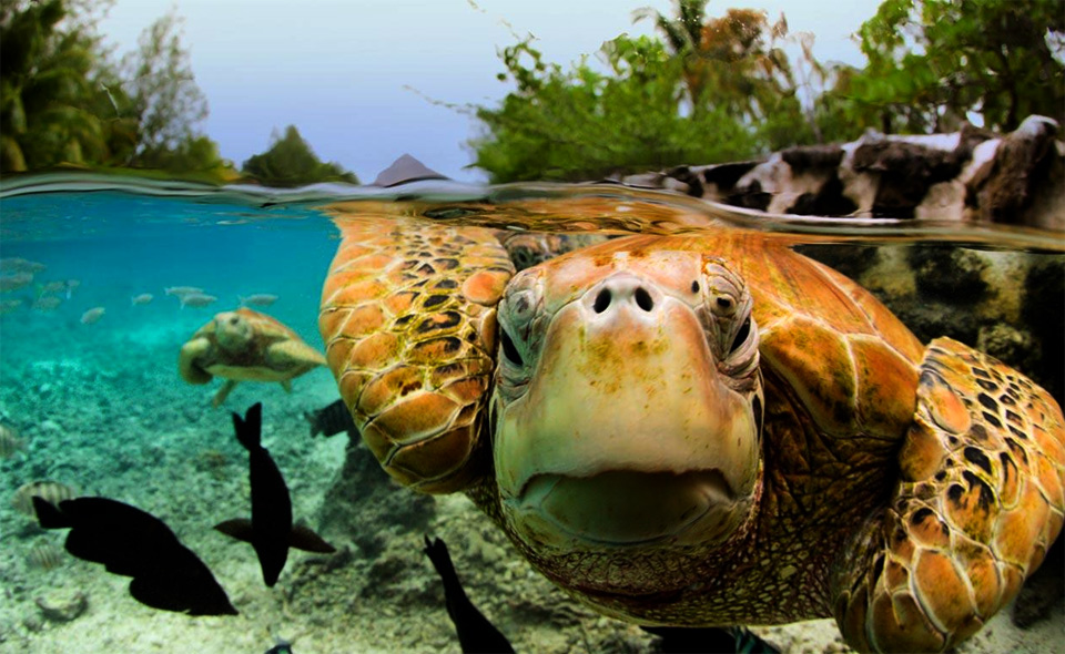 The Amazing World Of Turtles In Photography