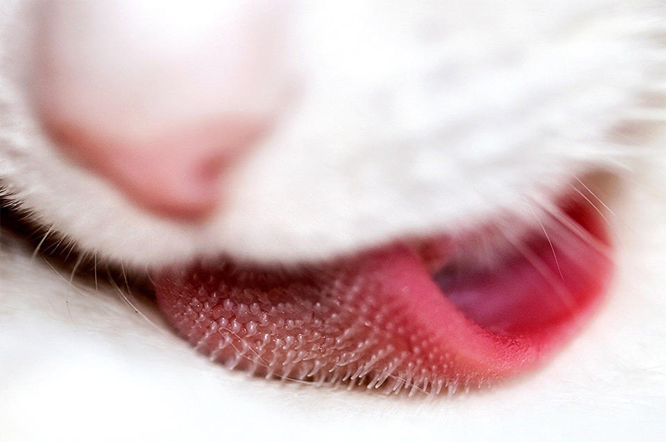 incredible macro, cats tongue