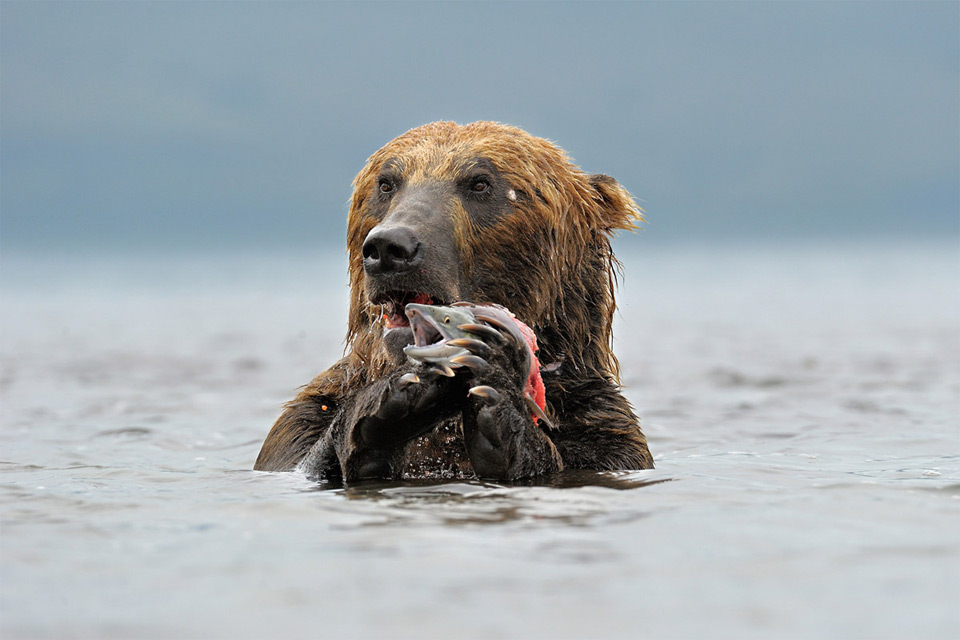 kamchatka brown bear catches lunch