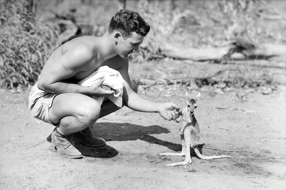 solider and a pet kangaroo joey, 1942