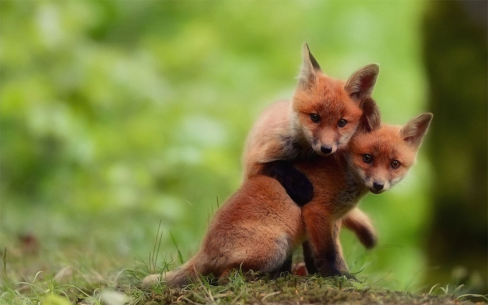 two cute baby fox brothers