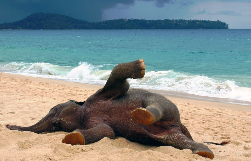 young elephant playing at the beach