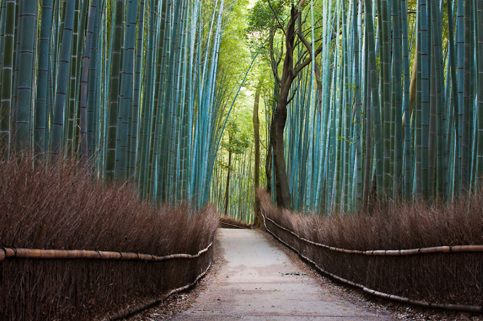 bamboo forest, japan