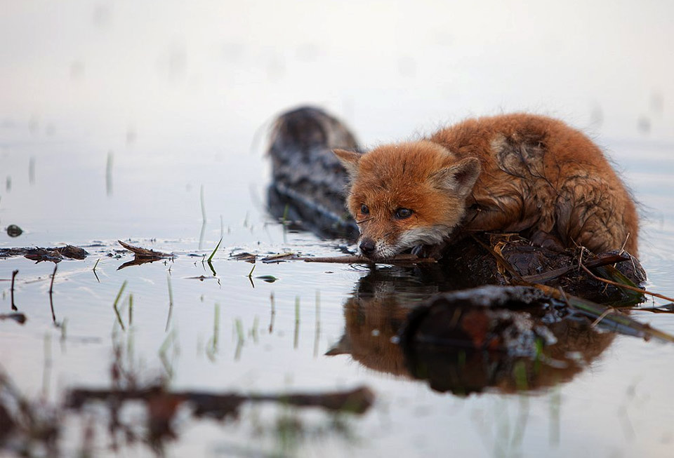 freezing cold and wet fox
