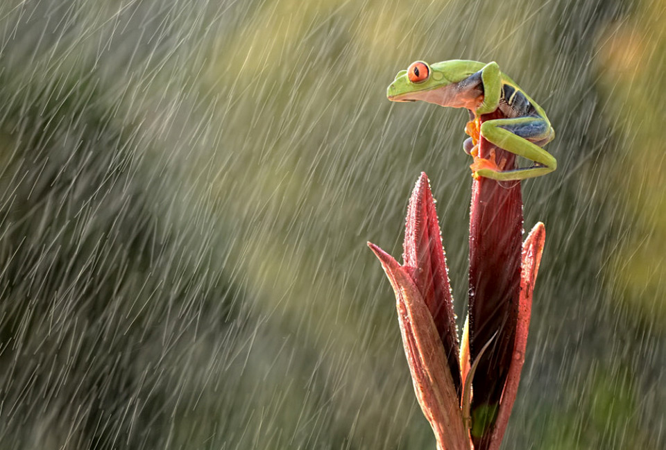 frog on heavy rain