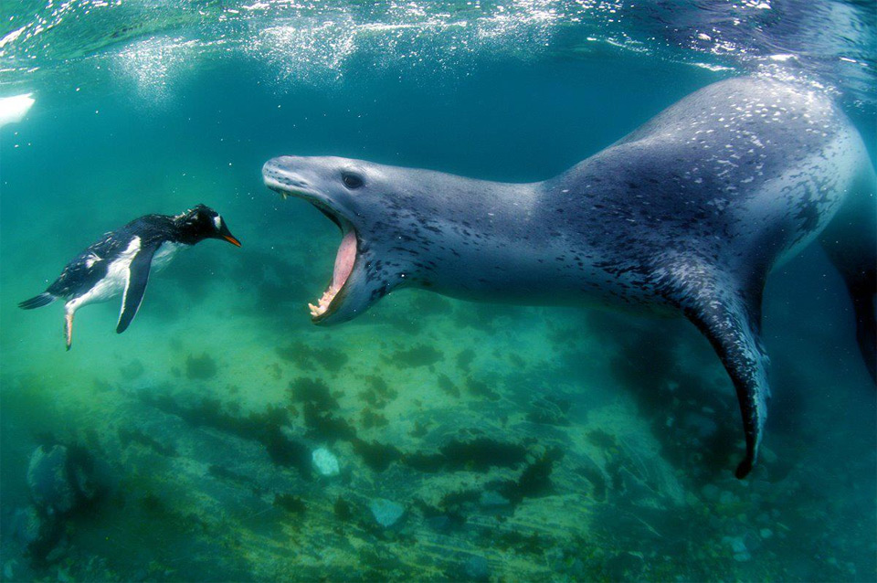 leopard seal goes for penguin