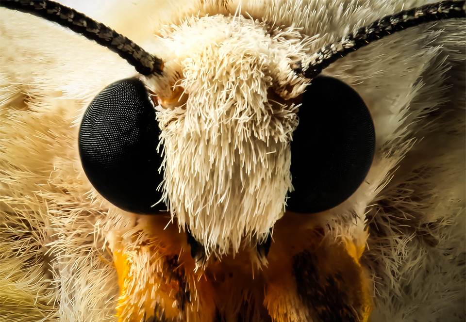 moth face close-Up