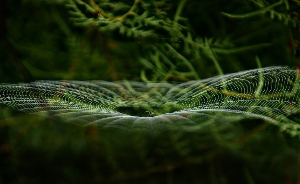 perfection of the spider web