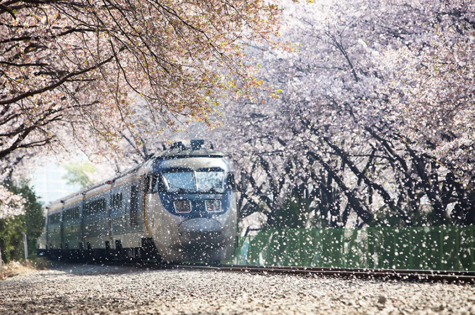 train going through blossom