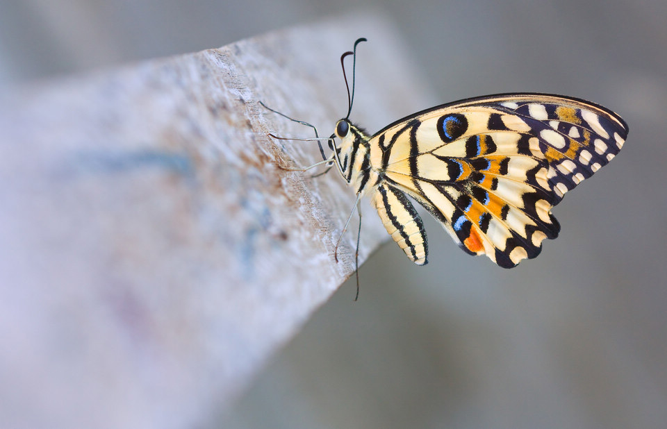 beautiful swallowtail butterfly