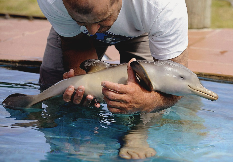 ten-day-old orphan dolphin