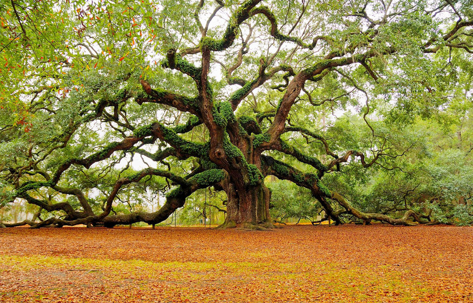 the angel oak tree, charleston