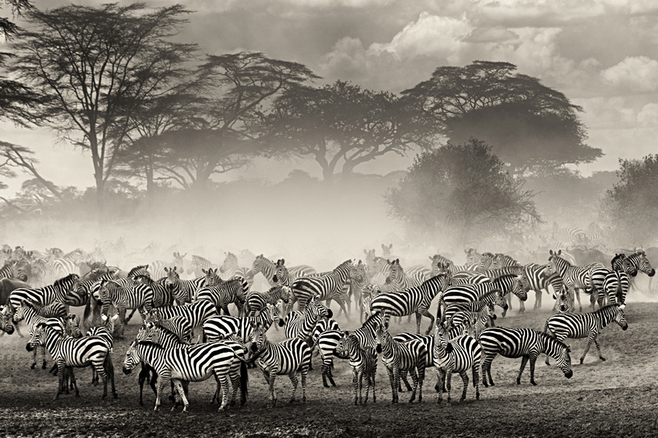 the beauty of the zebra herd
