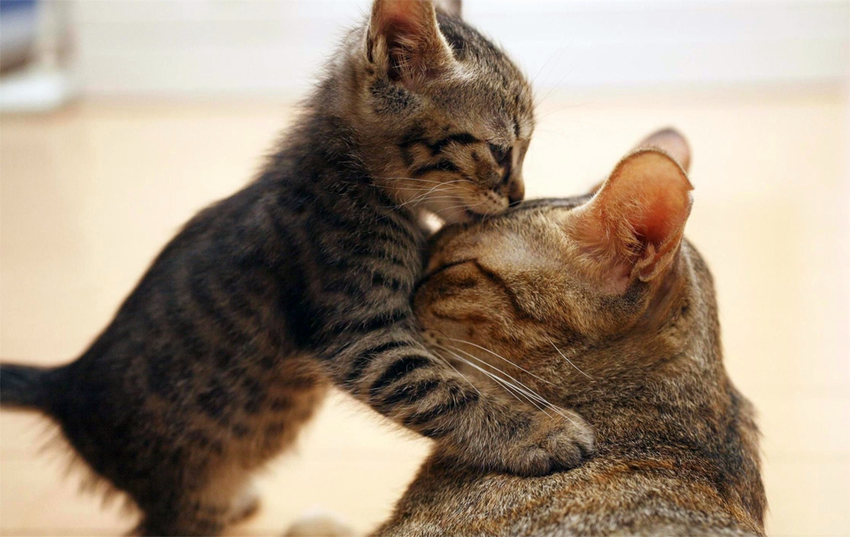 adorable kitty kiss