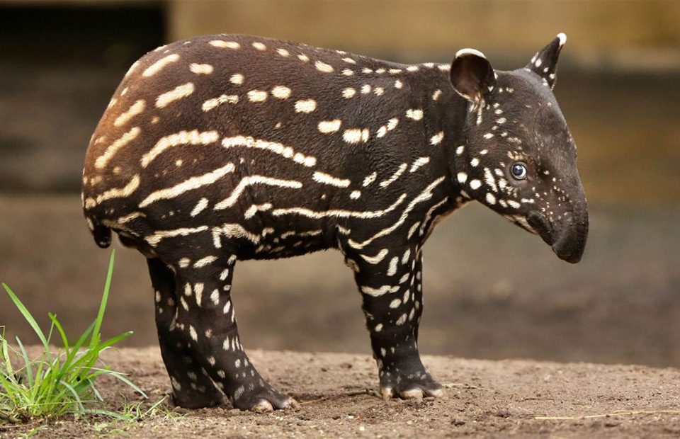 Baby Malayan Tapir Photo One Big Photo