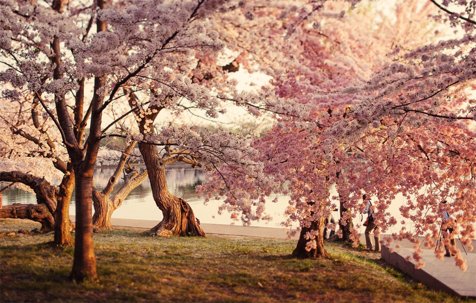 cherry blossom, washington DC