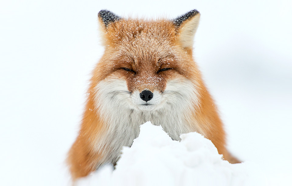 The Amazing World Of Foxes In Photography