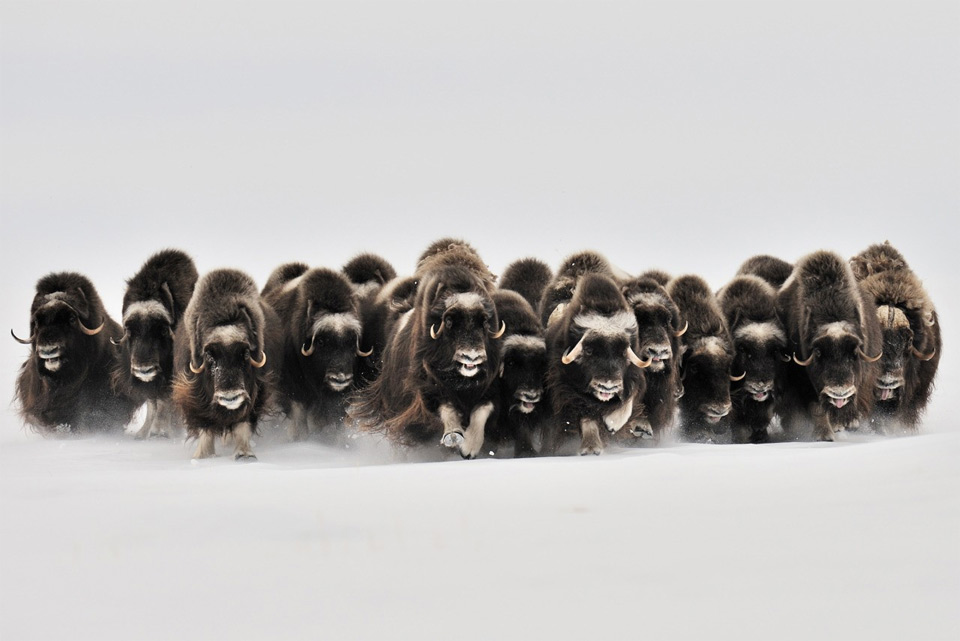 herd of musk-oxen, canada