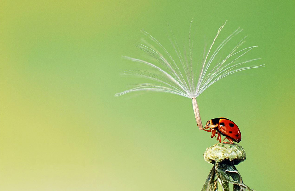 ladybug holds dandelion seed