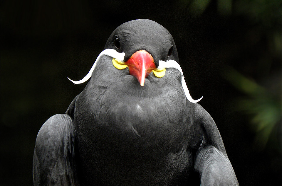 magnificent mustache bird