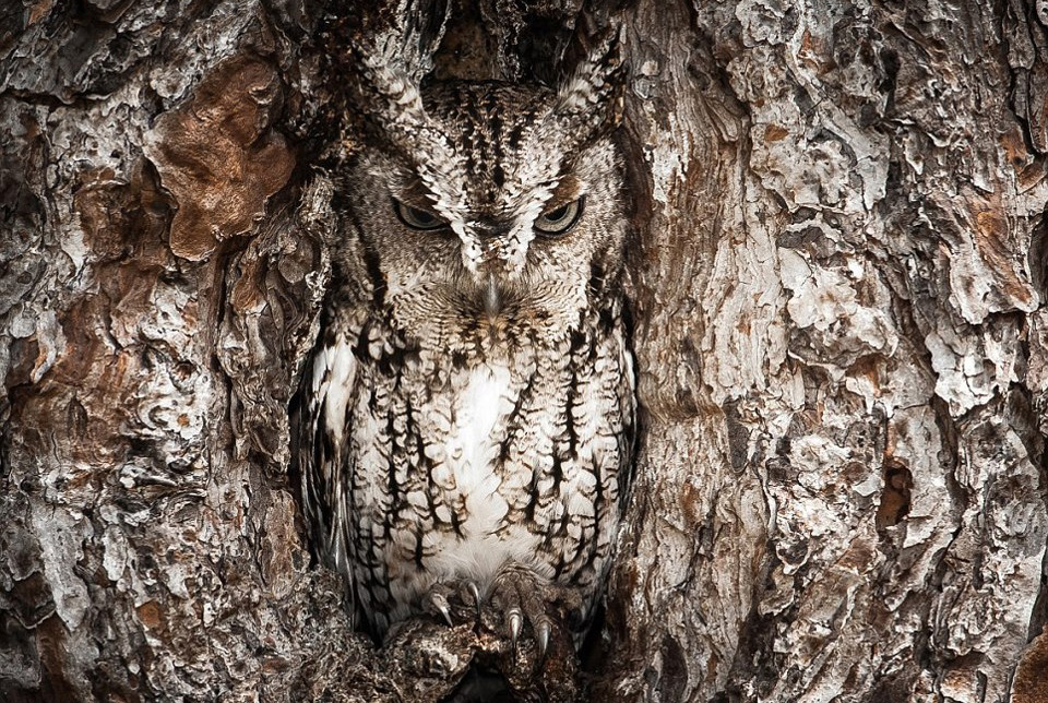 owl, the master of camouflage