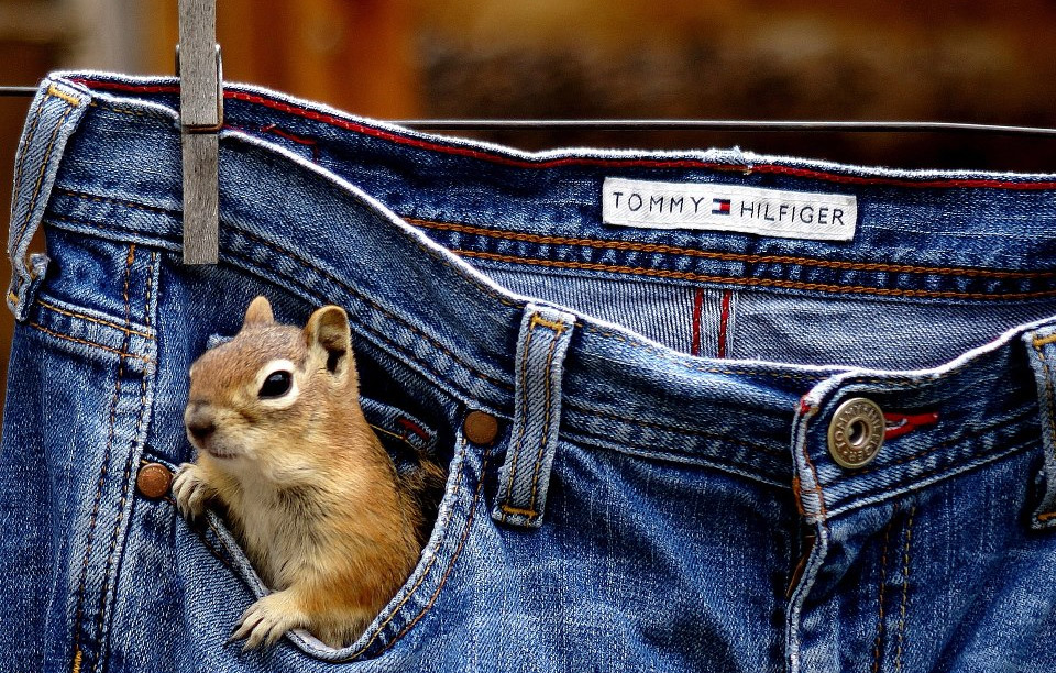 squirrel in my pocket