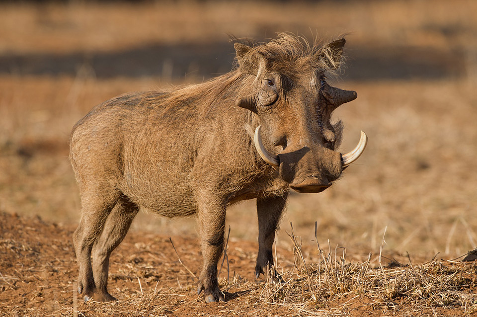 warthog, south africa