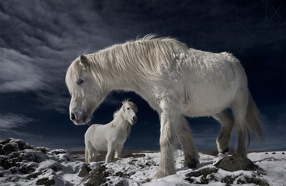 white wild horses, iceland