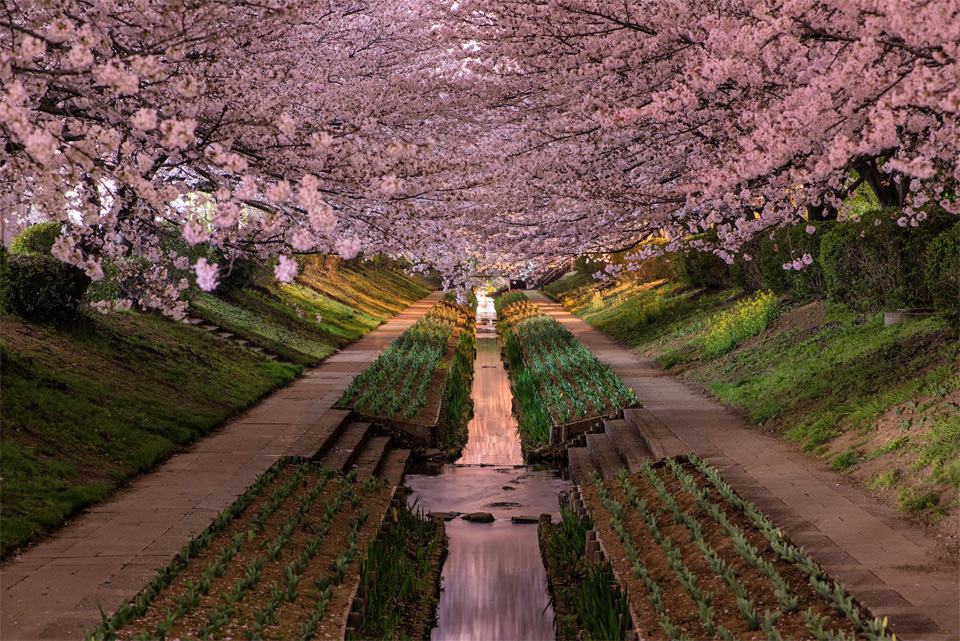 cherry blossoms in bloom, yokohama