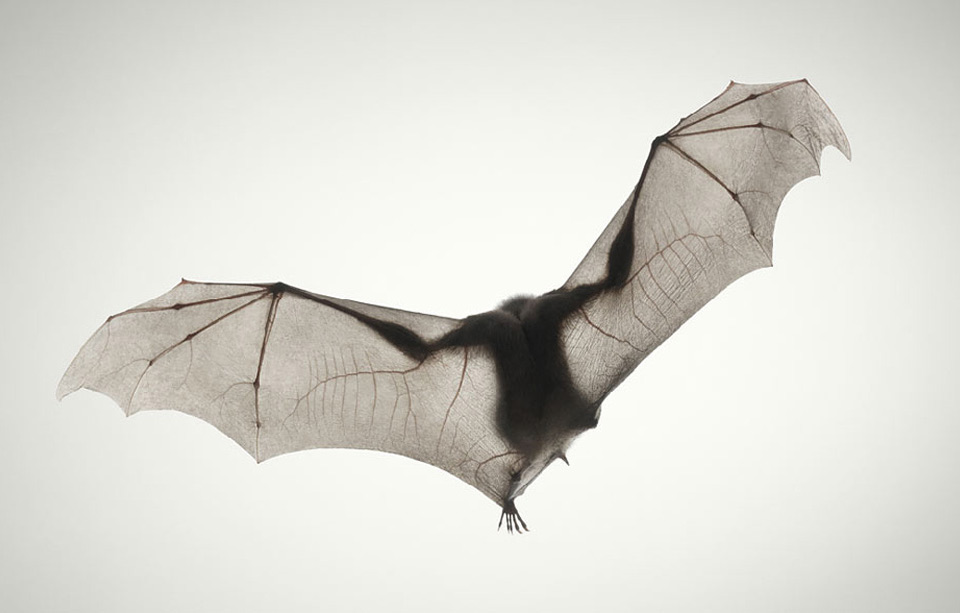elegance of a bat