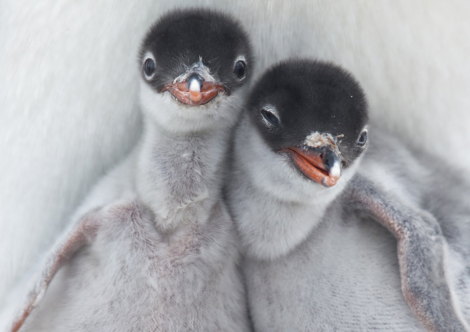 gentoo penguin chicks