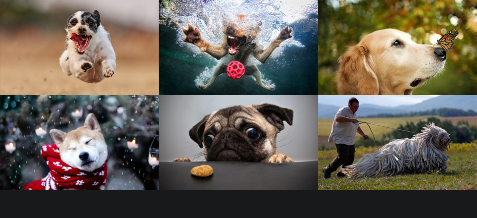 The Amazing World Of Dogs In Photography