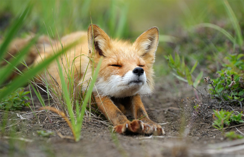 stretching fox