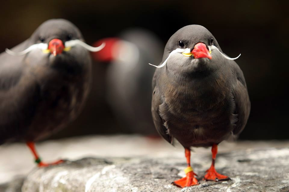 the inca tern, birds with mustaches