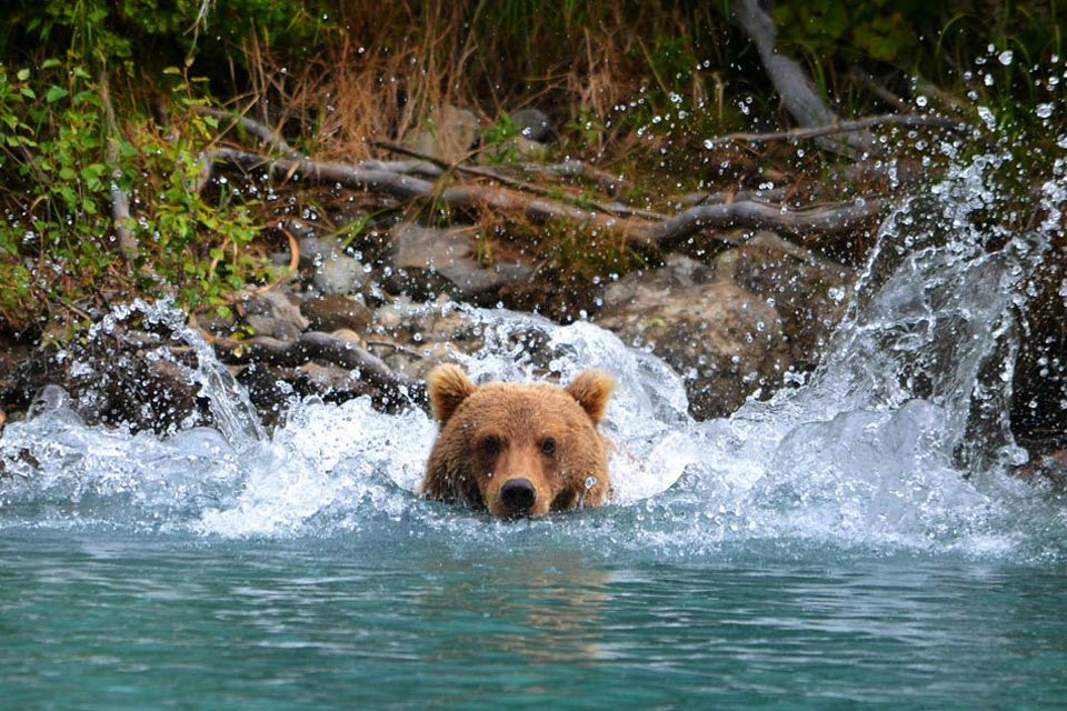 alaskan grizzly bear getting close