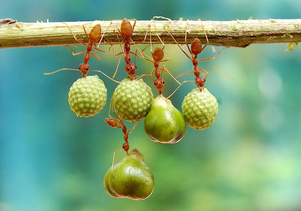 ants holding seeds