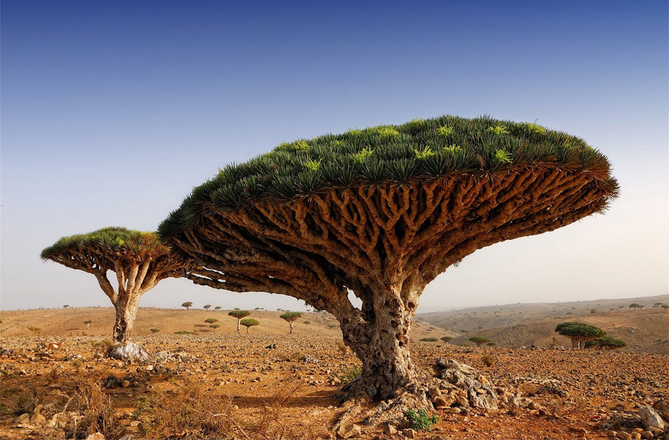 dragon blood tree, yemen