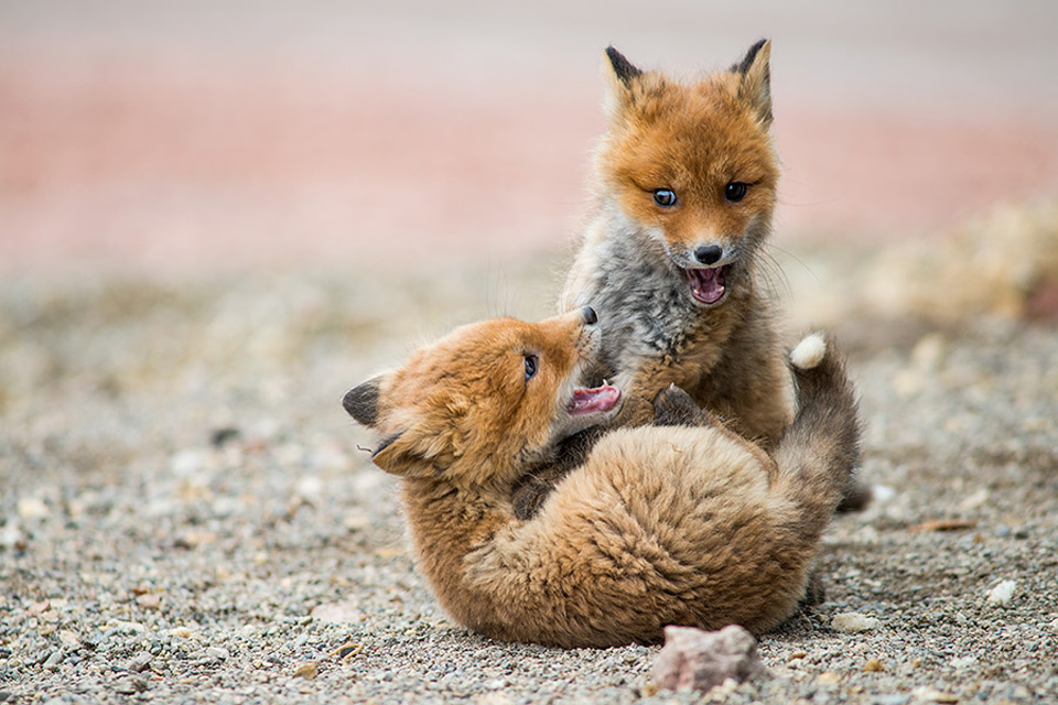 fox cubs play