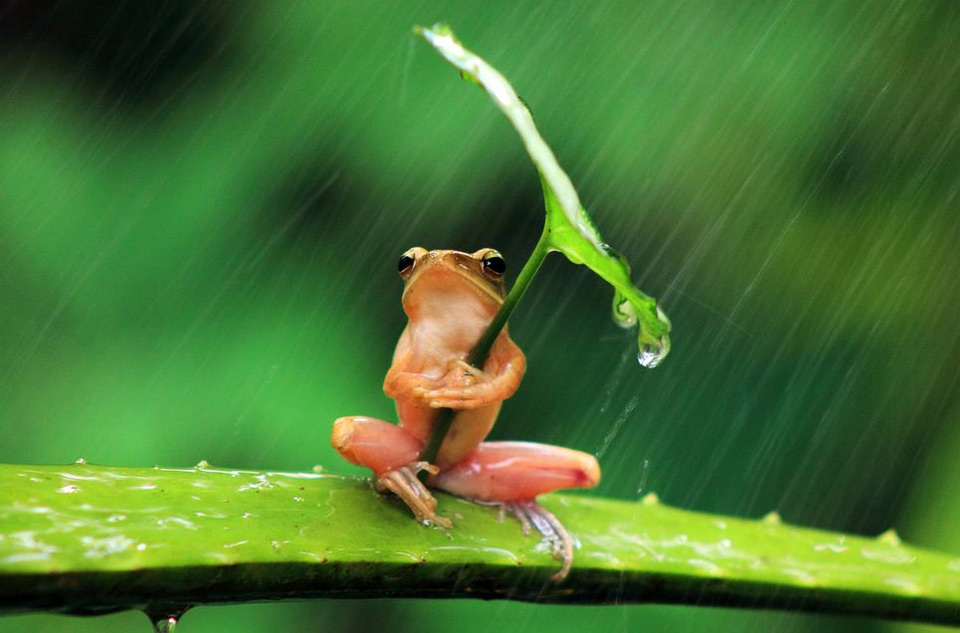 frog under umbrella