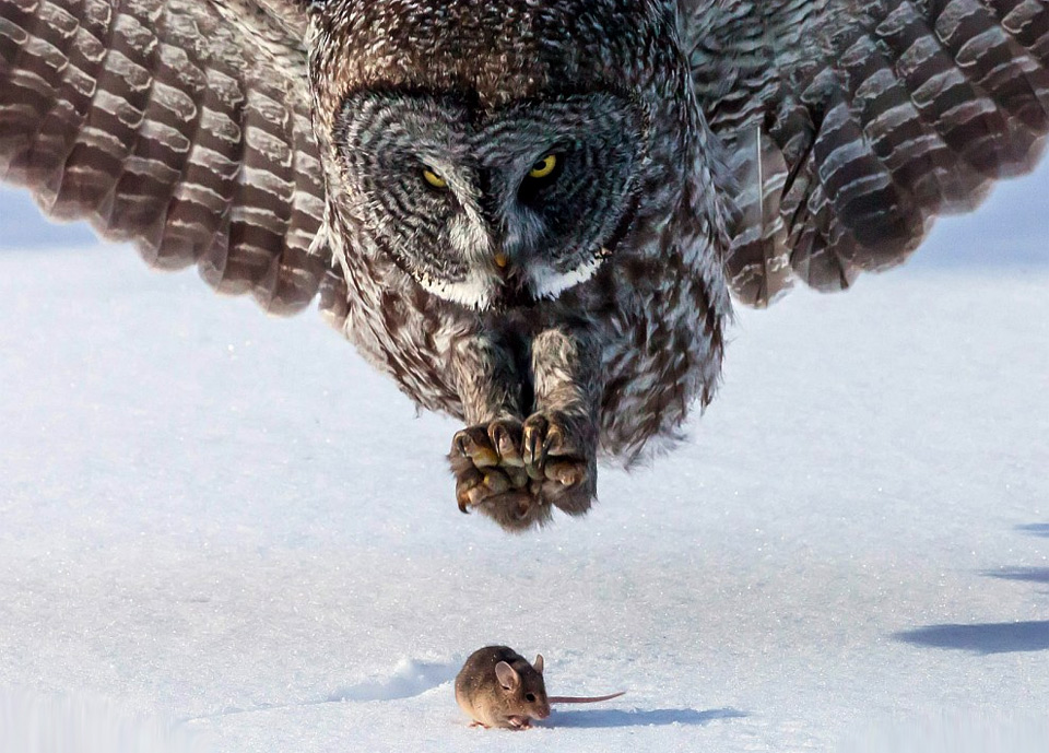 grey owl hunts a mouse
