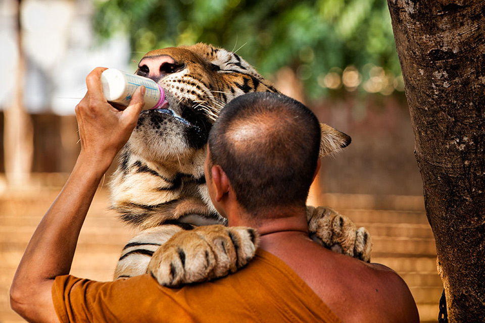 monk feeding a three year old tiger
