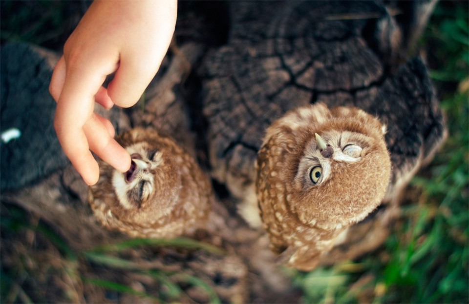 petting owls